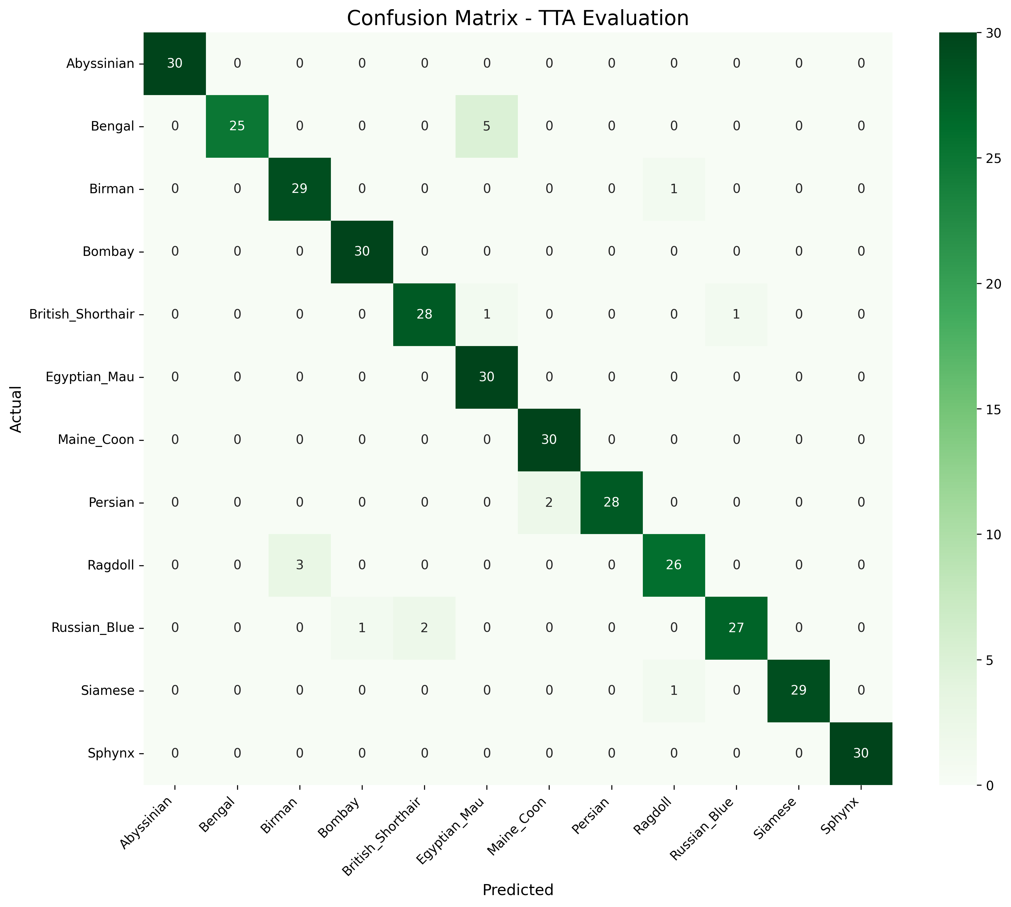 Confusion Matrix showing model performance across cat breeds